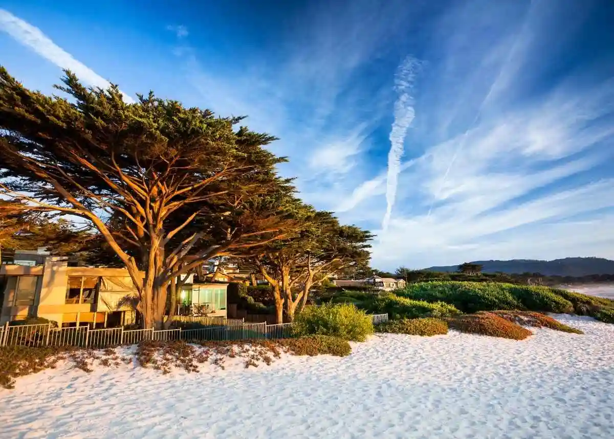 Carmel-by-the-Sea beach with windswept cypress trees at sunset